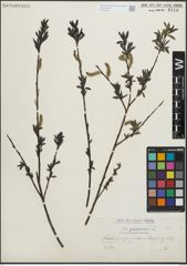 Foto von Salix purpurea L.